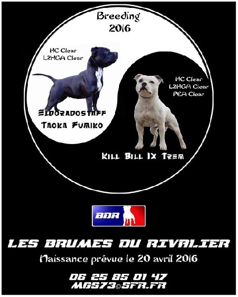 Des Brumes Du Rivalier - Staffordshire Bull Terrier - Portée née le 16/04/2016