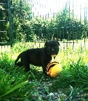 CHIOT