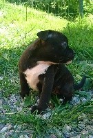 CHIOT