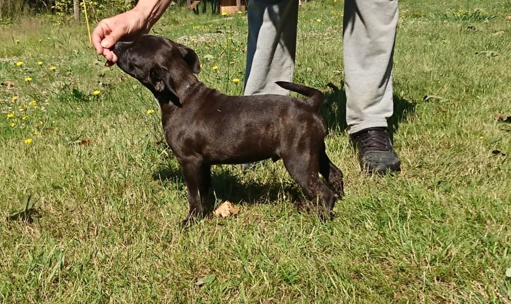 Chiot Staffordshire Bull Terrier Des Brumes Du Rivalier